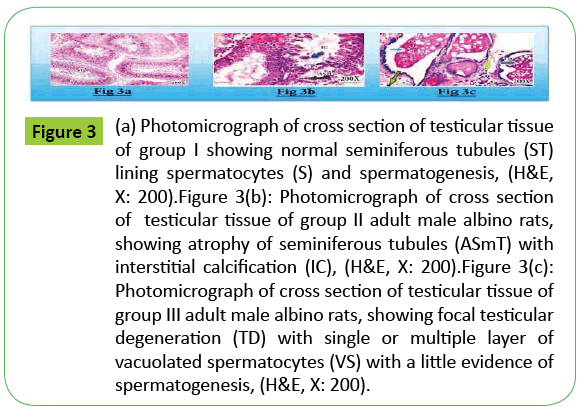 toxicology-testicular-tissue