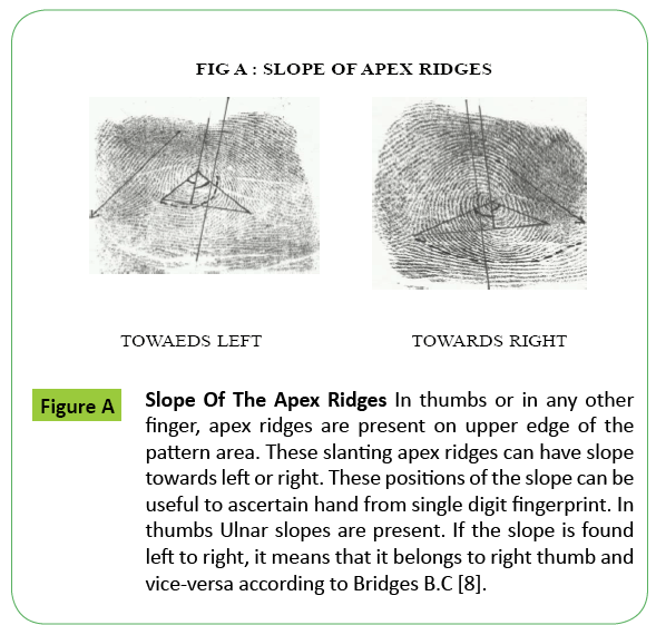 toxicology-Apex-Ridges